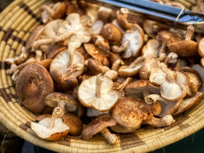 Funghi - Prodotto tipico Asiago - Vicenza 